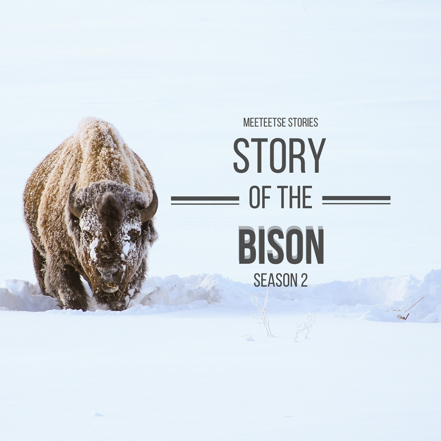A bison wades through knee-high snow with the text "Meeteetse Stories Story of the Bison Season 2" to the right of him.